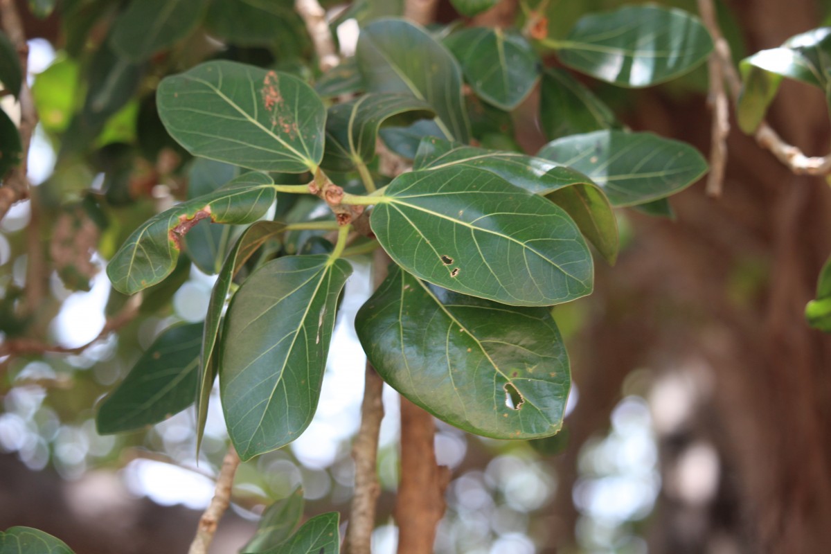 Ficus benghalensis L.